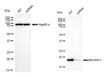 NDUFB11 Antibody in Western Blot (WB)