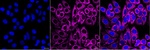 NDUFB11 Antibody in Immunocytochemistry (ICC/IF)