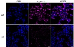 NDUFB11 Monoclonal Antibody (24GB13335)