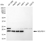 NDUFB11 Antibody in Western Blot (WB)