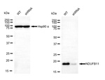NDUFB11 Antibody in Western Blot (WB)