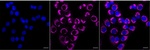 NDUFB10 Antibody in Immunocytochemistry (ICC/IF)