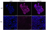 NDUFB10 Antibody in Immunocytochemistry (ICC/IF)