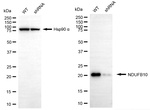 NDUFB10 Antibody in Western Blot (WB)