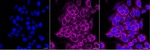 NDUFB10 Antibody in Immunocytochemistry (ICC/IF)