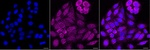 NDUFB1 Antibody in Immunocytochemistry (ICC/IF)