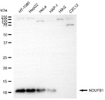 NDUFB1 Antibody in Western Blot (WB)