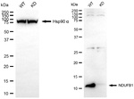 NDUFB1 Antibody in Western Blot (WB)