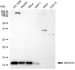 NDUFA1 Recombinant Rabbit Monoclonal Antibody (24GB13685)