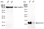 NDUFA1 Antibody in Western Blot (WB)