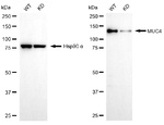 MUC4 Antibody in Western Blot (WB)