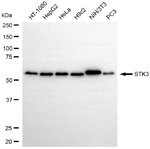 MST2 Antibody in Western Blot (WB)
