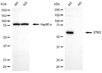 MST2 Antibody in Western Blot (WB)