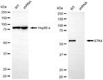 MST1 (STK4) Antibody in Western Blot (WB)