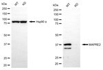 MAPRE2 Antibody in Western Blot (WB)