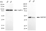 MAPRE2 Antibody in Western Blot (WB)