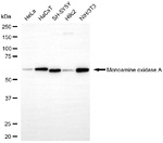 MAOA Antibody in Western Blot (WB)