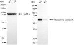 MAOA Antibody in Western Blot (WB)