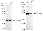 LIMP2 Antibody in Western Blot (WB)