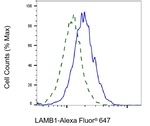 Laminin beta-1 Antibody in Flow Cytometry (Flow)