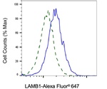 Laminin beta-1 Antibody in Flow Cytometry (Flow)