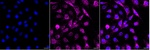 Laminin beta-1 Recombinant Rabbit Monoclonal Antibody (25GB1590)