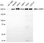 Laminin beta-1 Antibody in Western Blot (WB)