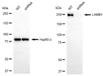Laminin beta-1 Antibody in Western Blot (WB)