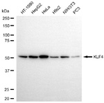 KLF4 Antibody in Western Blot (WB)