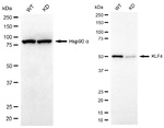 KLF4 Antibody in Western Blot (WB)