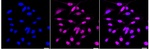 JunD Recombinant Rabbit Monoclonal Antibody (23GB6560)