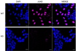 JunD Antibody in Immunocytochemistry (ICC/IF)