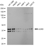 JunD Antibody in Western Blot (WB)