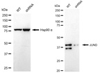 JunD Antibody in Western Blot (WB)