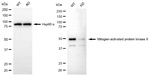 JNK2 Antibody in Western Blot (WB)