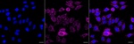 IKK beta Recombinant Rabbit Monoclonal Antibody (25GB2895)