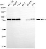 IKK beta Antibody in Western Blot (WB)