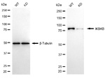 IKK beta Antibody in Western Blot (WB)