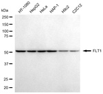 VEGF Receptor 1 Antibody in Western Blot (WB)
