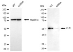 VEGF Receptor 1 Antibody in Western Blot (WB)