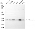 HP1 alpha Antibody in Western Blot (WB)