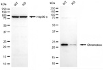 HP1 alpha Antibody in Western Blot (WB)