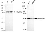 hnRNP H1 Antibody in Western Blot (WB)