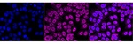 hnRNP F Monoclonal Antibody (24GB6670)