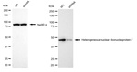 hnRNP F Antibody in Western Blot (WB)