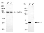 HLA-C Antibody in Western Blot (WB)