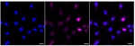 Histone H1 Recombinant Rabbit Monoclonal Antibody (23GB1965)