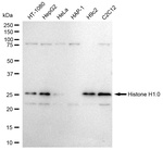 Histone H1 Antibody in Western Blot (WB)