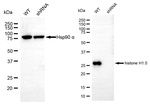 Histone H1 Antibody in Western Blot (WB)