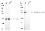 GYS1 Antibody in Western Blot (WB)